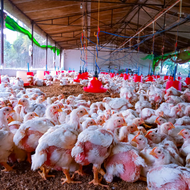 chicken business background image - broiler farm imagens e fotografias de stock