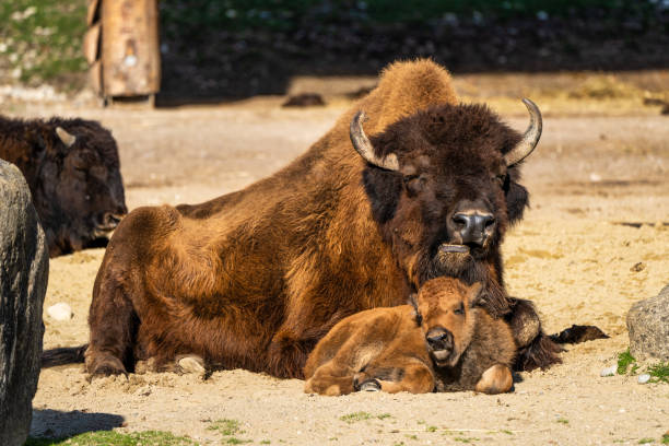 istock American buffalo known as bison, Bos bison in the zoo 1281784770
