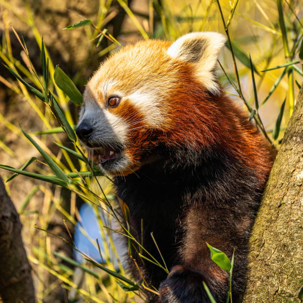 istock The red panda, Ailurus fulgens, also called the lesser panda. 1281784804