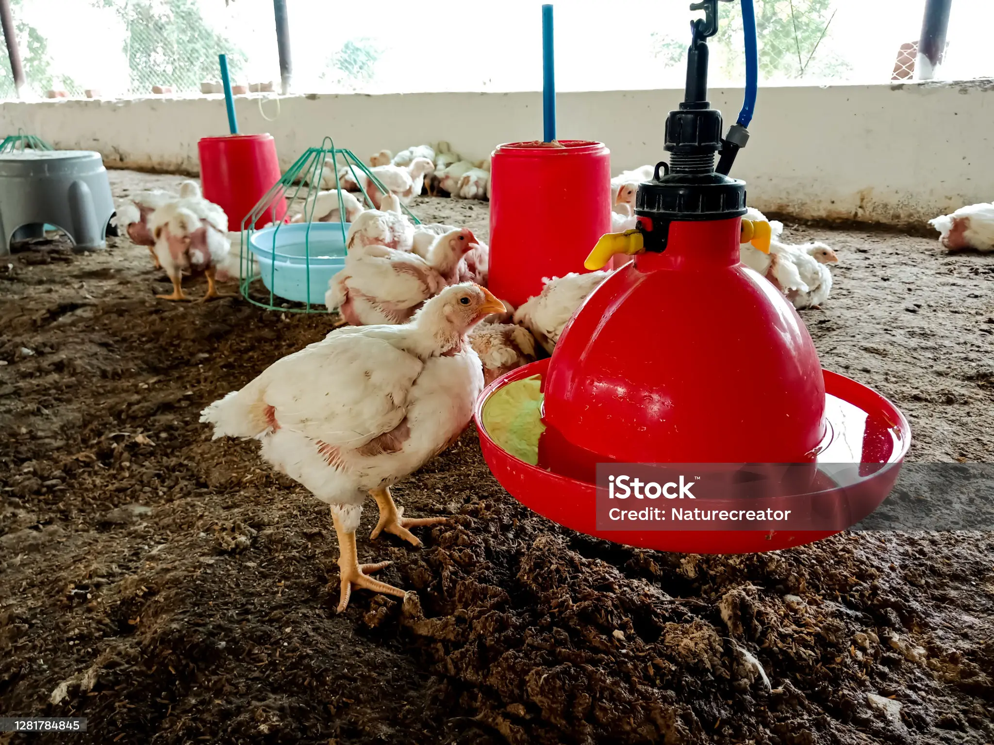 Tech Innovations in Animal Feed: Revolutionizing Nutrition For Better Animal Health : Chicken business 