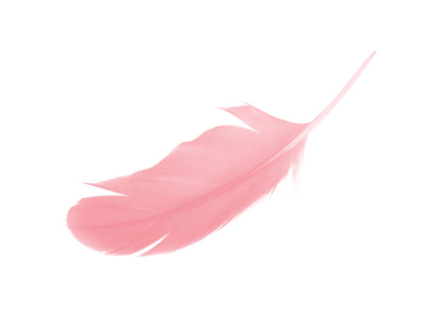 istock Coral pink feather on white background 1281785011