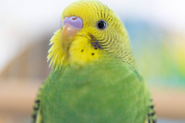 istock Yellow and Green budgerigar 1281786045