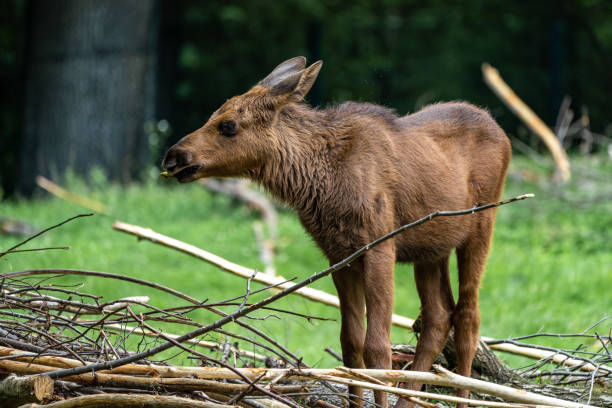 European Moose, Alces alces, also known as the elk. Wild life animal.