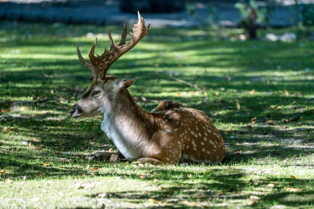 The fallow deer, Dama mesopotamica is a ruminant mammal belonging to the family Cervidae.