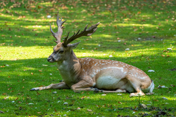 istock The fallow deer, Dama mesopotamica is a ruminant mammal 1281787830