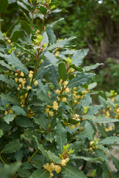 laurus nobilis - nobilis fotografías e imágenes de stock