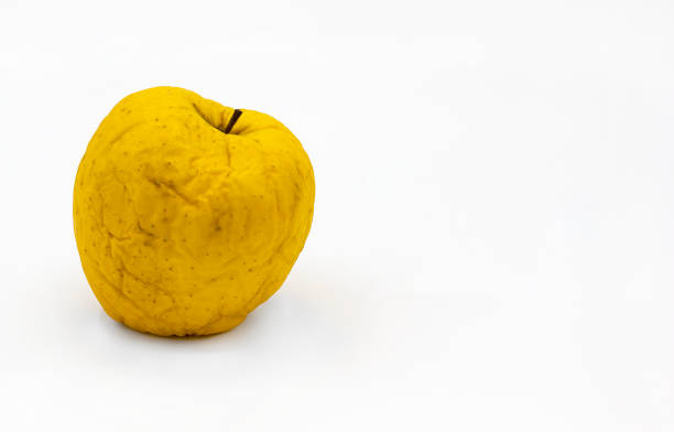 Rotten apple. Trendy ugly fruit Rotten apple. Trendy ugly and beautiful organic fruit on white background. old apples. individuality. Not like anyone else and differences concept rotting apple fruit wrinkled stock pictures, royalty-free photos & images