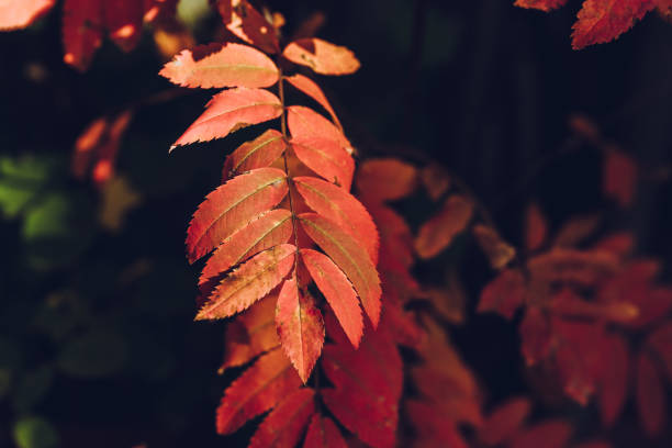 istock Rowan's branches with few colorful leaves in end of fall 1281787892