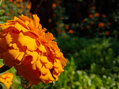 Yellow fresh marigold flower on green garden area.