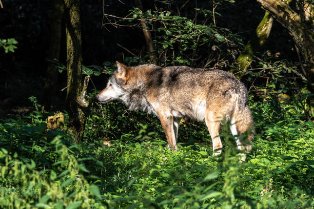 istock European Grey Wolf, Canis lupus in a german park 1281788130