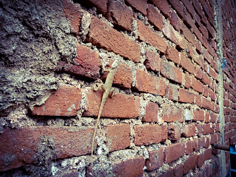 lizard climbing on the brick wall isolated