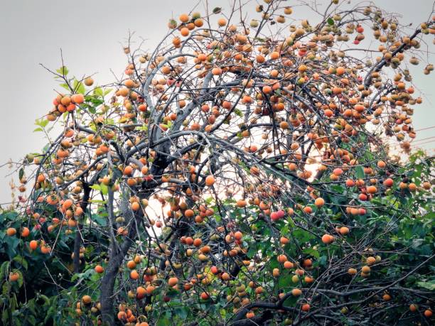 persimmon12 - childrens literature fotografías e imágenes de stock