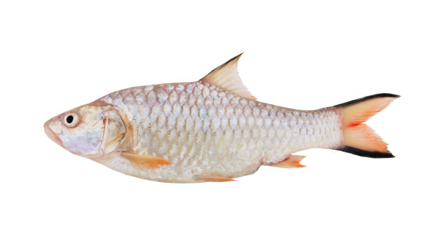 istock Tinfoil barb fish isolated on white background 1281791478