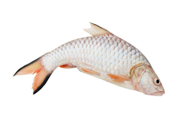 istock Tinfoil barb fish isolated on white background 1281791480