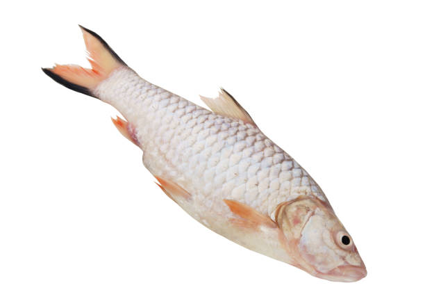 istock Tinfoil barb fish isolated on white background 1281791676