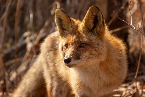 Red fox, vulpes vulpes, in the wild