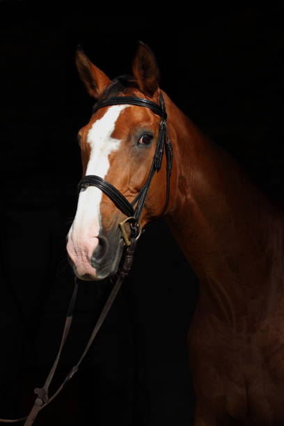 istock Thoroughbred horse in dark stable doorway background 1281792757