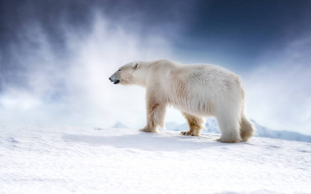 schöne erwachsene männliche eisbär, ursus maritimus, zu fuß über den schnee von spitzbergen - polar bear arctic global warming nature stock-fotos und bilder