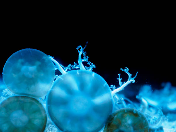 istock Moon Jellyfish in aquarium 1281794437