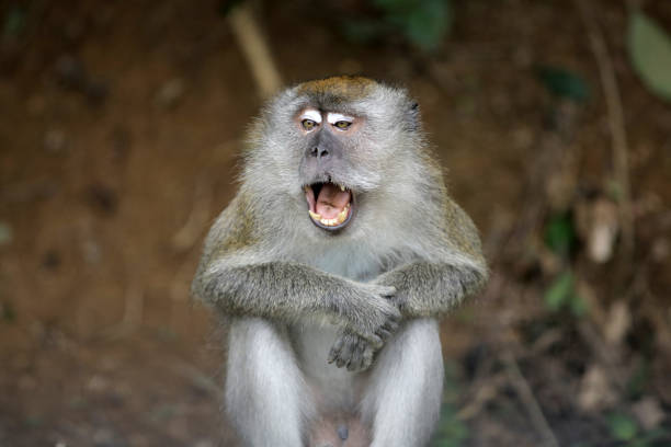 istock Covid-19: Wildlife in Hunger 1281795303