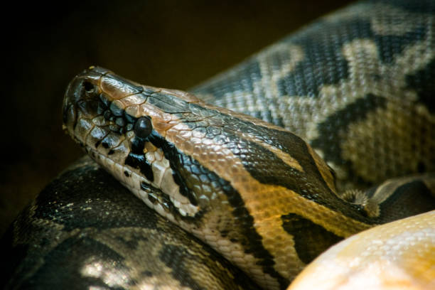 870+ Burmese Python Stock Photos, Pictures & Royalty-Free Images - iStock
