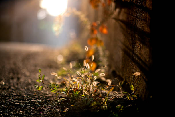 Early morning sun shining on wildflowers