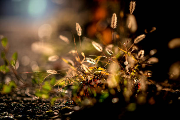 Early morning sun shining on wildflowers
