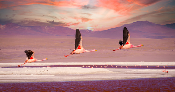 Three flamingo flying over the red lagoon Laguna Colorada in Southern Bolivia at sunset with beautiful clouds