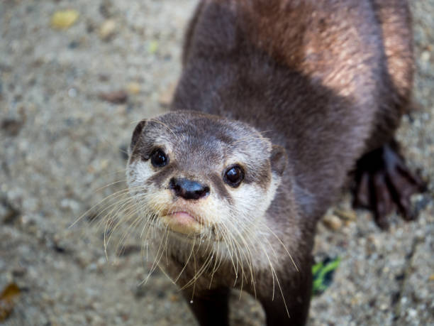 istock oriental small-clawed otter, Asian small-clawed otter (Aonyx cinereus) open mouth, closeup shot 1281796603