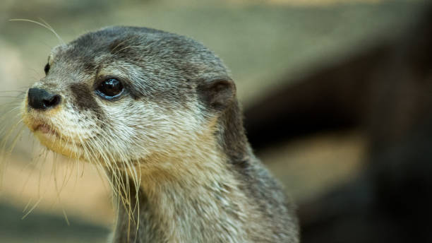 istock oriental small-clawed otter, Asian small-clawed otter (Aonyx cinereus) open mouth, closeup shot 1281796616