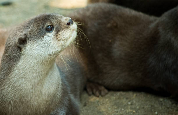istock oriental small-clawed otter, Asian small-clawed otter (Aonyx cinereus) open mouth, closeup shot 1281796627