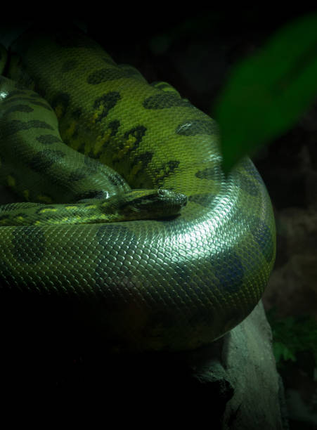 istock Green anaconda (Eunectes murinus) 1281797060