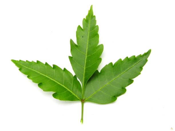 azadirachta indica leaves , neem tree leaves - white indian hemp imagens e fotografias de stock