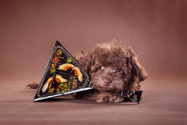 A small brown puppy breed Russian colored lapdog with a balalaika on a brown background