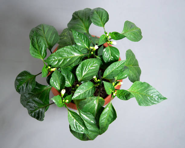 istock green bush pepper in a flower pot on a light background 1281802179