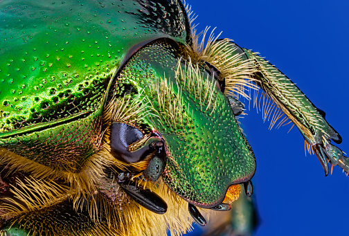 Portrait of Green rose chafer on blue