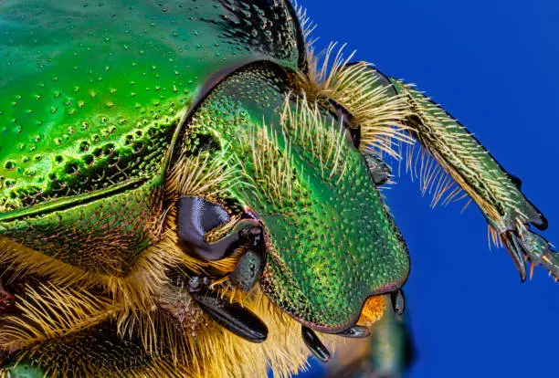 Photo of Green rose chafer beetle (Cetonia aurata) close-up macro, isolated on blue background