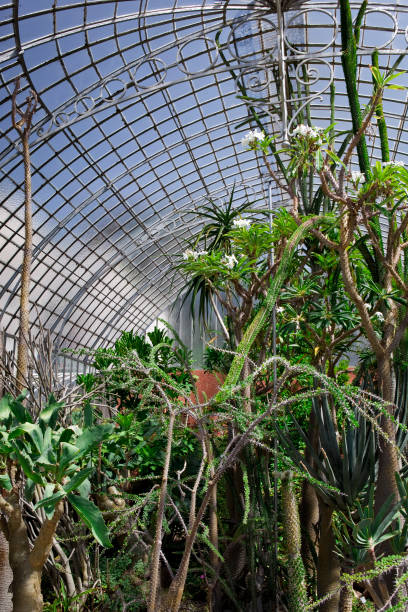 istock Interior of a vintage greenhouse 1281802591
