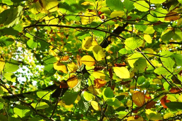 istock Colourful Autumn Leaves. 1281803414