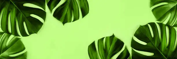 Photo of Green tropical jungle monstera leaves isolated on green background.