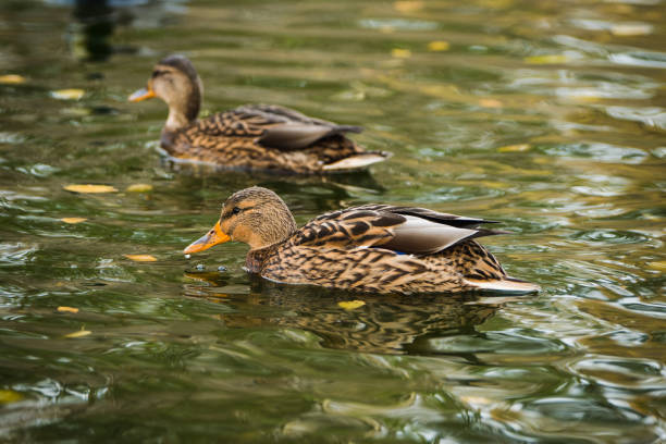 istock Ducks on the lake in autumn morning 1281803725