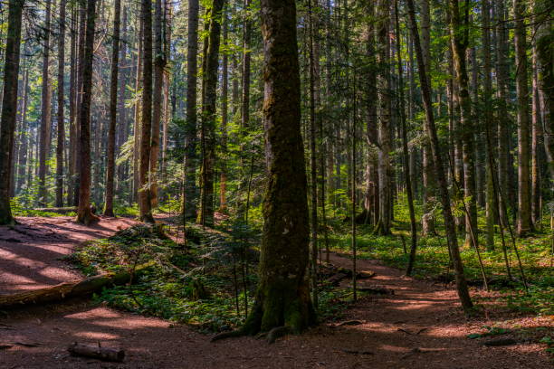 istock Peat bog forest Red Creek (Crveni potok)  on Tara mountain in Serbia 1281804663