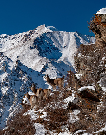 Siberian mountain goats