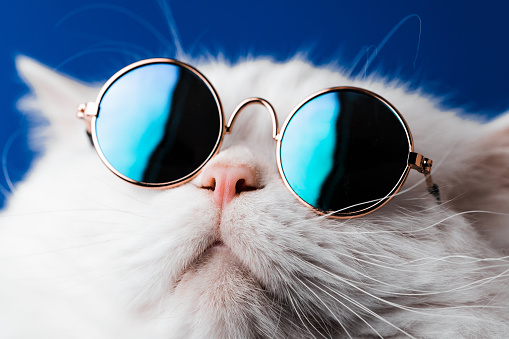 Very closeup view of amazing domestic pet in mirror round fashion sunglasses is isolated on blue wall. Furry cat in studio. Animals, friends, home concept. High quality photo