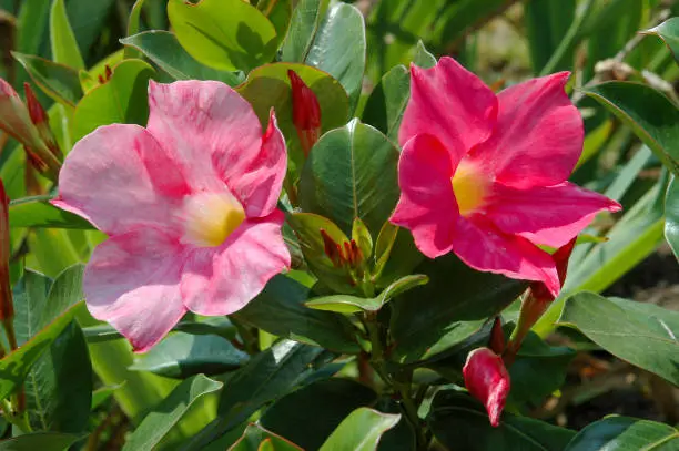 Pink flower of mandevilla