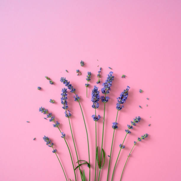 istock Lavender flowers on the bright pink background 1281807234