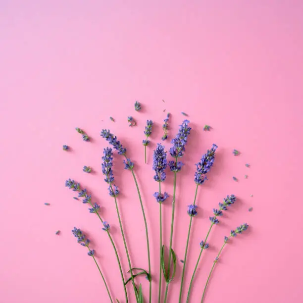 Lavender flowers on the bright pink background. Top view, flat lay, place for text