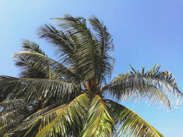 coconut tree top against blue sky - treetop sky tree high section imagens e fotografias de stock