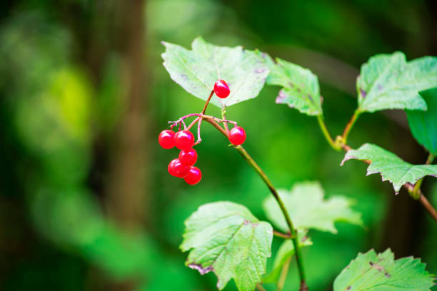 Close-up image of a bunch of berries hanging from a viburnum tree in late summer