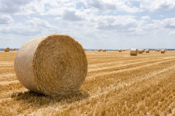 istock Straw bales stacked in a field at summer time. 1281811266